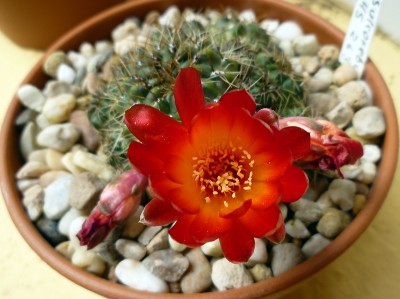 sulcorebutia_1.jpg