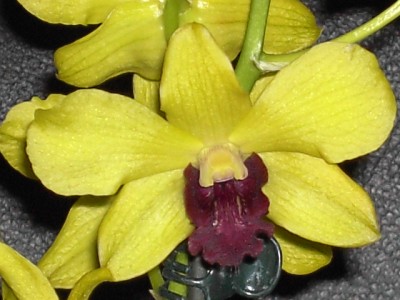 Dendrobium gelb - dunkellila voll_6.JPG