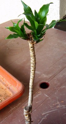 Dracaena deremensis 'Compacta - Janet Craig' - 002.jpg