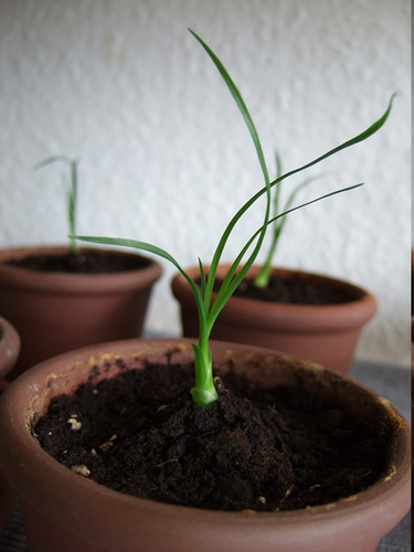 Elefantenfu-Keimlinge: Wann und wie pikieren?  Samen & Anzucht &  Vermehrung  GREEN24 Pflanzen & Garten Forum
