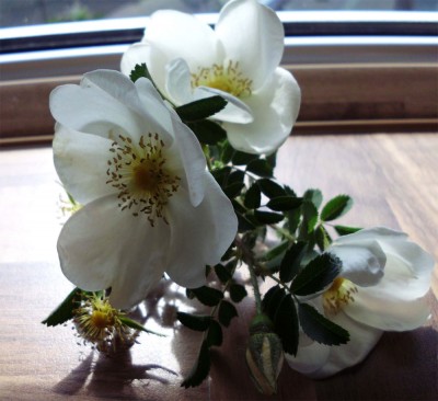 rose2.jpg