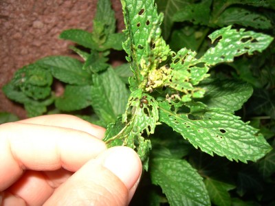 PICT0790.JPG