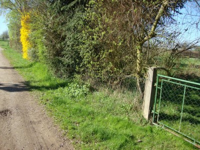 Hecke.jpg