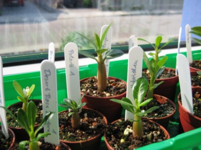 Wüstis soco 30.04.2011.jpg