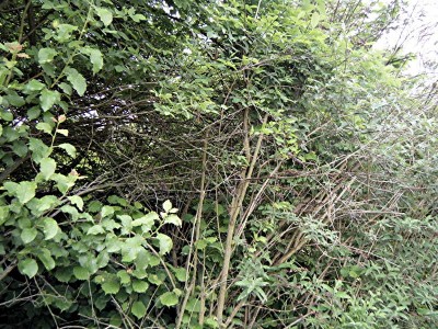 hecke9.jpg