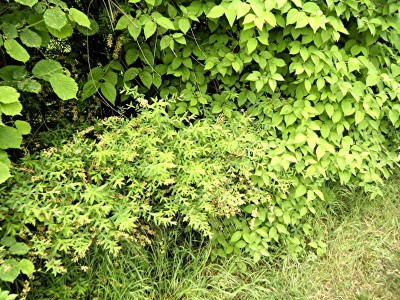 hecke5.jpg