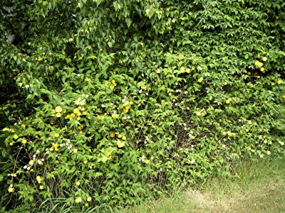 hecke4.jpg