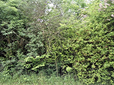 hecke2.jpg