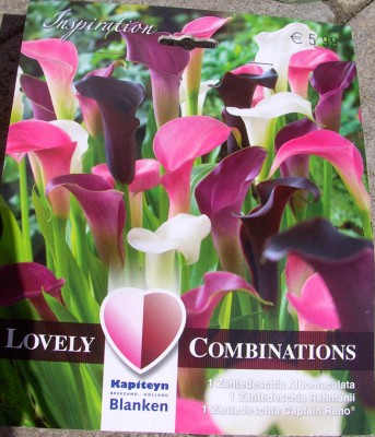 Zantedeschia0693.jpg