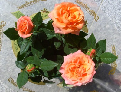 Topfrose0694.jpg