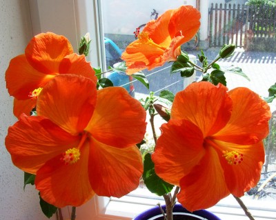 Oranger Hibi0697.jpg