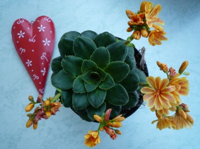 Lewisia C. die 4te.JPG