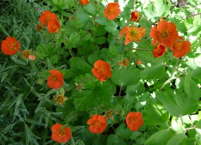 Geum Coccineum1.JPG