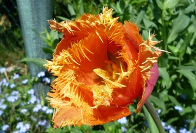 Fransentulpe orange.JPG