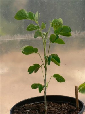 Regenbaum.jpg