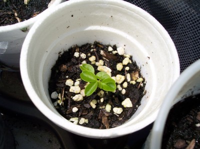 mandarine tropicana.usa.jpg
