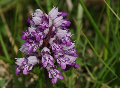 erste Orchideee 2011.jpg