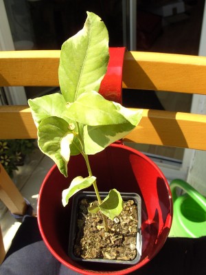 Panaschierte rosafleischige Zitrone 1.5.11.JPG