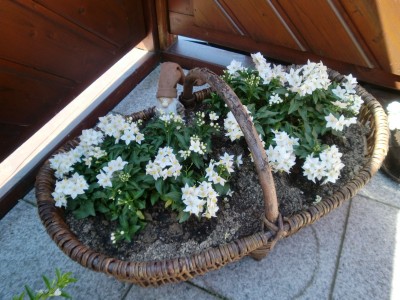 Solanum jasminoides.JPG