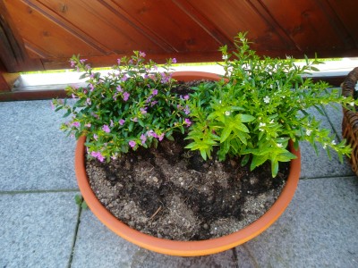Cuphea hyssopifolia (Scheinmyrthe).JPG