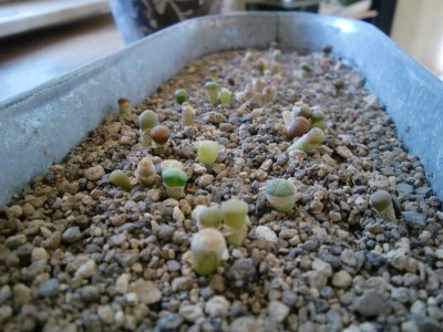 Lithops Zucht 2010.JPG