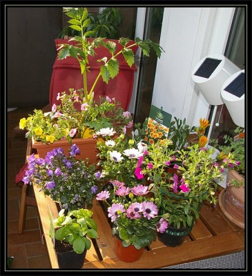 Balkonpflanzen.jpg