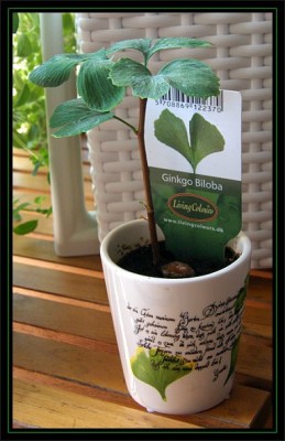 ginkgo.jpg