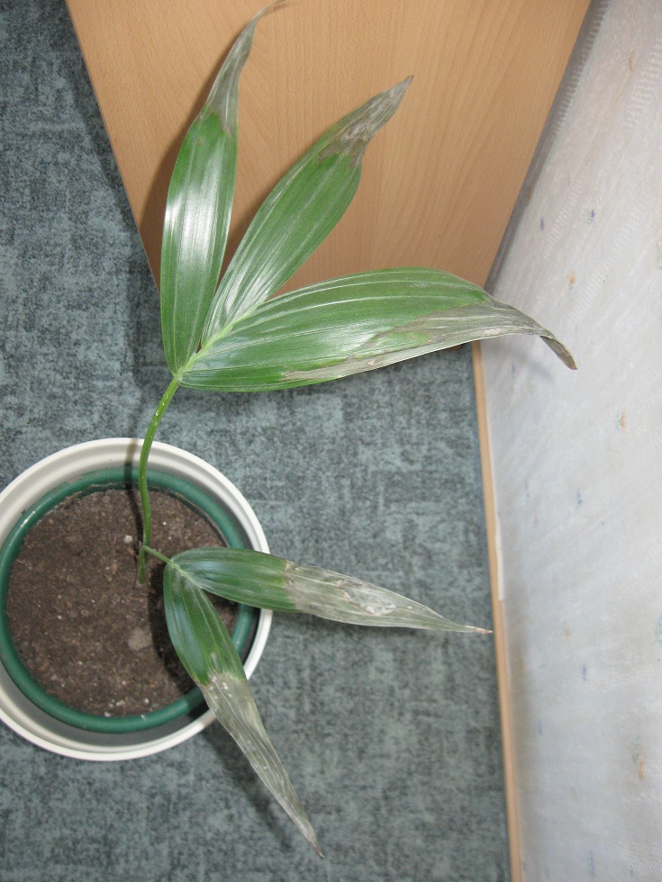 monstera kaufen groß Monstera 'Thai Constellation' kaufen main image 1