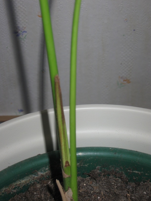 young monstera deliciosa Monstera deliciosa