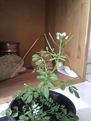 IMAG0106.jpg