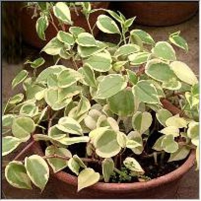 Peperomia serpens Variegata.jpg