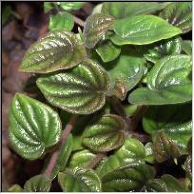 Peperomia stolonifera.jpg