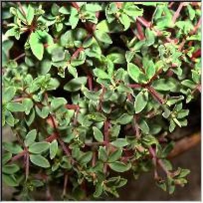 Peperomia rubella.jpg