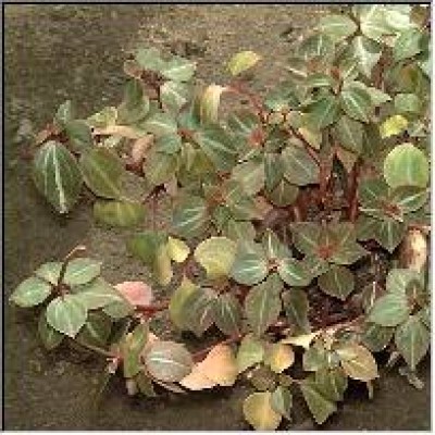 Peperomia bicolor.jpg