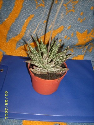 JD500002.JPG