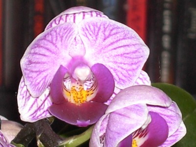 Mini-Phalaenopsis-Hybride weiß (lila geadert) - lila voll April 2011_6.JPG