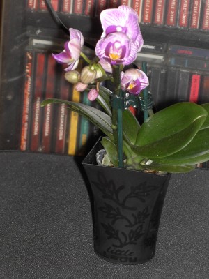 Mini-Phalaenopsis-Hybride weiß (lila geadert) - lila voll April 2011.JPG