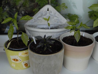 Elefanten-Chilis Stand 02.05.jpg