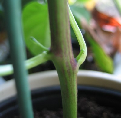IMG_9373.JPG