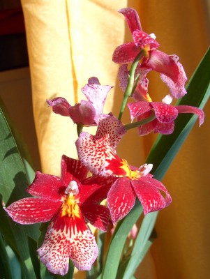 NellyIsler0740.jpg