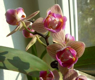 Pelorinchen0738.jpg