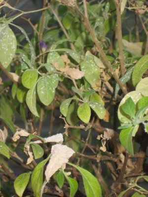 solanum2.JPG