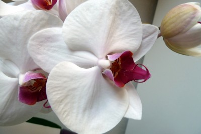 weisse_orchidee_02.jpg
