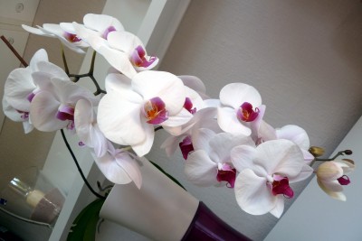 weisse_orchidee_01.jpg