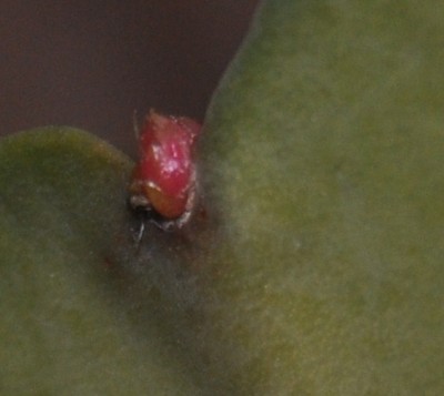 DSC_0017 - Kopie.JPG