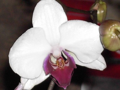 Phalaenopsis-Hybride weiß - lila voll März 2011_2.JPG