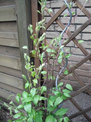 Clematis.jpg