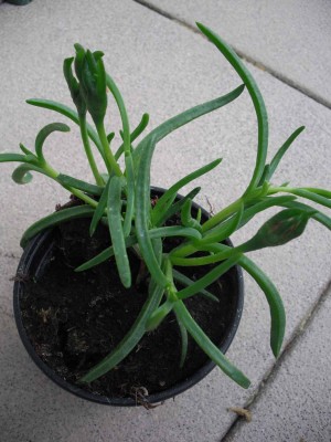 Mittagsblume.jpg