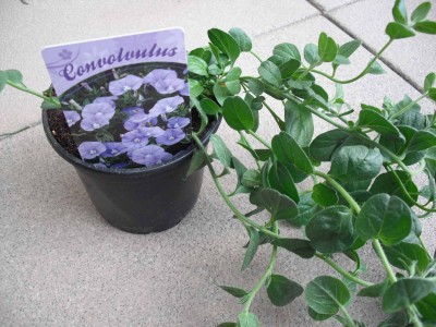 Convolvulus.jpg