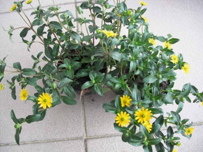 Sanvitalia speciosa.jpg